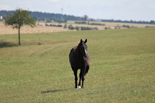 Pferd.