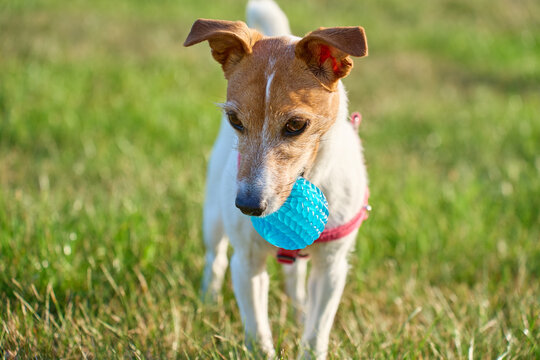 Small terrier wearing red harness carries blue ball through grassy field