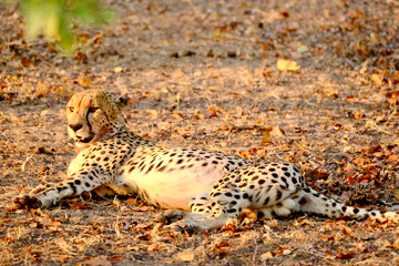 An adult cheetah (Acinonyx jubatus) lies resting on the dry ground during the golden hour, in its natural African habitat in Liwonde National Park, Malawi © GLOBESNAPPER