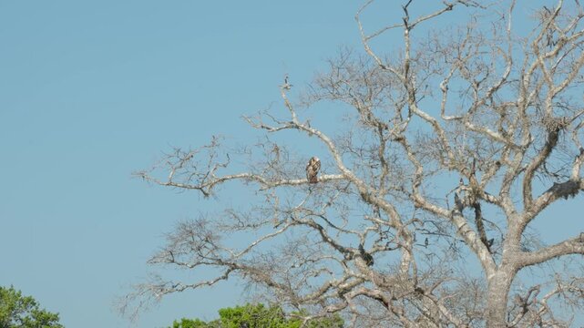 Jerdon baza (Aviceda jerdoni), moderate sized brown hawk. Picturesque morning landscapes in the Yala National Park in the morning
