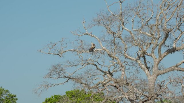 Jerdon baza (Aviceda jerdoni), moderate sized brown hawk. Picturesque morning landscapes in the Yala National Park in the morning