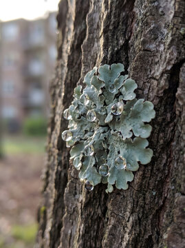 Foliose lichen on textured tree bark
