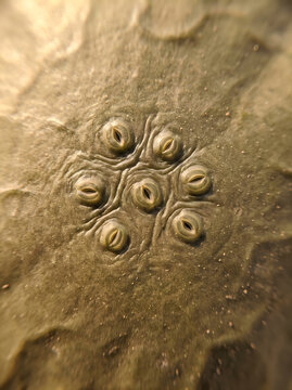 Plant Leaf Stomata Macro View