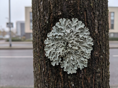 Lichen growing on a tree trunk