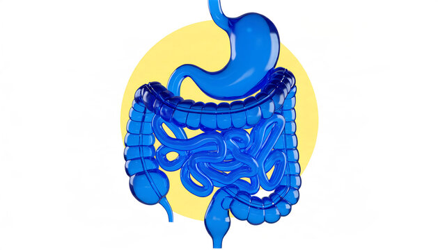 3D Human Digestive System Anatomy Illustration &ndash; Stomach, Intestines, Colon, Gastrointestinal, Medical, Healthcare, Anatomy