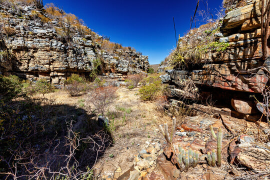 The thorny scrub savannah in the Caatinga region of the Brazilian states of Pernambuco and Bahia