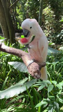 Moluccan cockatoo eating watermelon on a branch in jungle.