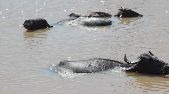 The water buffalo (Bubalus bubalis) herd in lake. Domestic water buffalo, Asian water buffalo, and Asiatic water buffalo in the Yala National Park in the morning