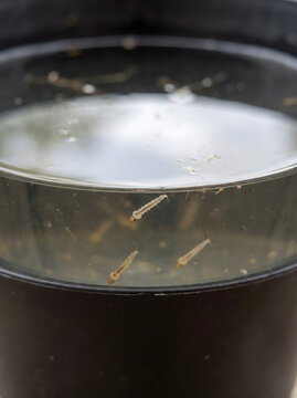 Mosquito larvae swimming in stagnant water