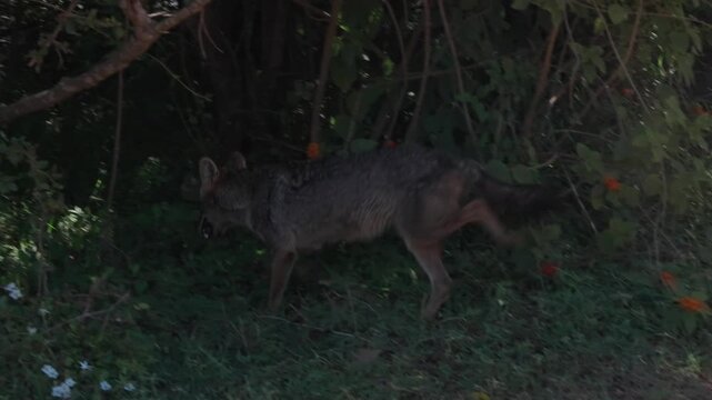 Jackal runs through bushes in Sri Lanka National Park