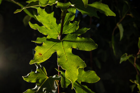 Bright green leaves of a tree stand out against a dark background in nature during a sunny day