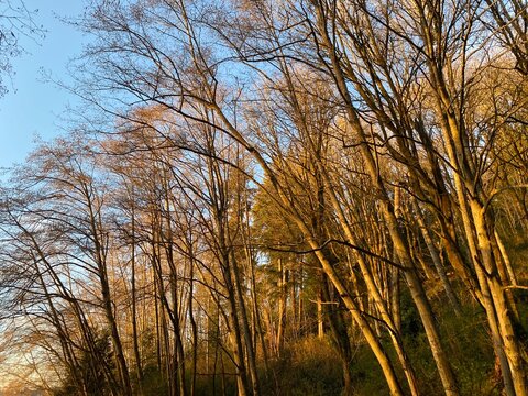 Tree and Vanila Aky