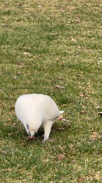 Little corella bird foraging in lush green grass near ocean waves for this nature documentary video footage capturing wild avian behavior in coastal environment during bright sunny afternoon lighting 