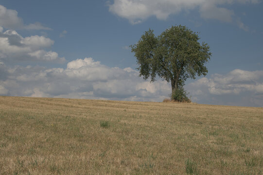 Glowing Silence. Leaden heat hangs over the land. Amidst a completely bleached, dead meadow, a single tree clings to life a silent, almost defiant struggle against the great drought.