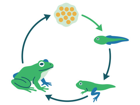 Educational life cycle of a frog illustration showing egg tadpole and adult stages with nature study science project lifecycle amphibian development metamorphosis education transformation