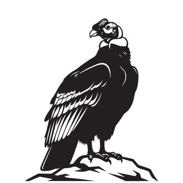 Andean condor vector illustration of a large vulture perched on a rock for wildlife conservation and nature branding