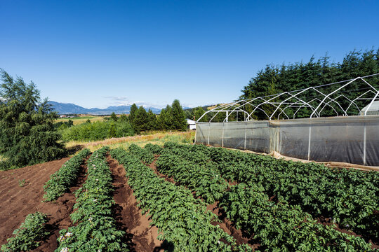 Farm Potato Crop Rows