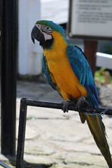 A beautiful yellow and blue parrot is perched on a branch in the cage. © Yosef