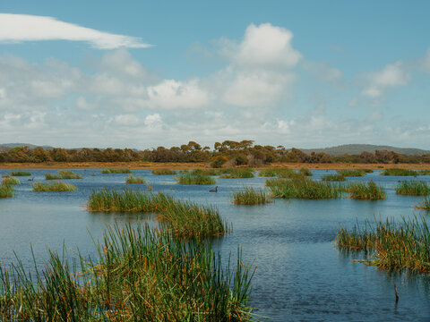 Black swan among the wetland in Tasmania, Australia  
