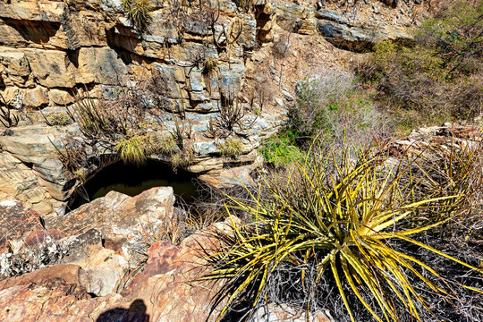The thorny scrub savannah in the Caatinga region of the Brazilian states of Pernambuco and Bahia