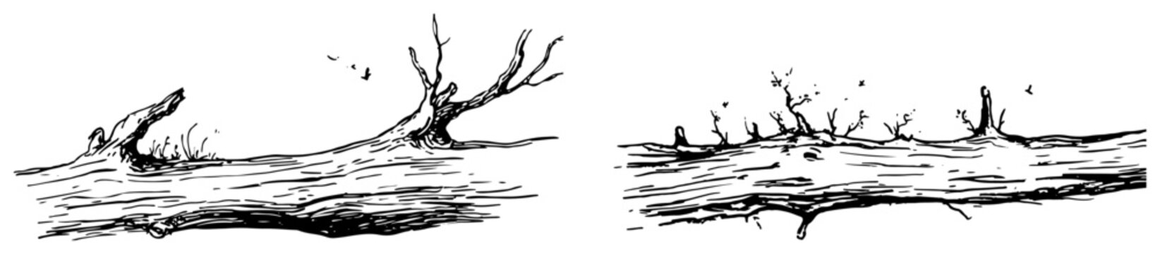 Fallen dead tree trunks and broken branches on ground in detailed ink sketch style