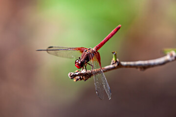 a red fire dragonfly in the Caatinga in Brazil (Crocothemis erythraea) © hecke71