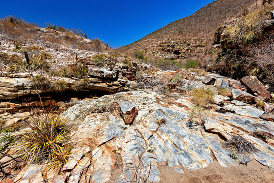 The thorny scrub savannah in the Caatinga region of the Brazilian states of Pernambuco and Bahia