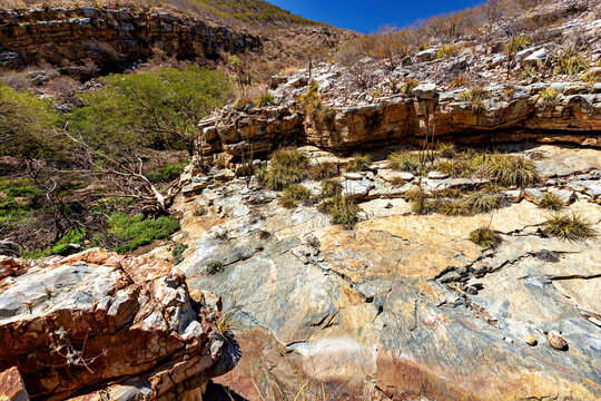 The thorny scrub savannah in the Caatinga region of the Brazilian states of Pernambuco and Bahia