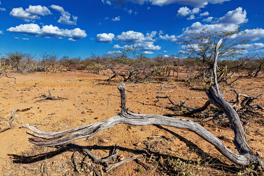 The thorny scrub savannah in the Caatinga region of the Brazilian states of Pernambuco and Bahia
