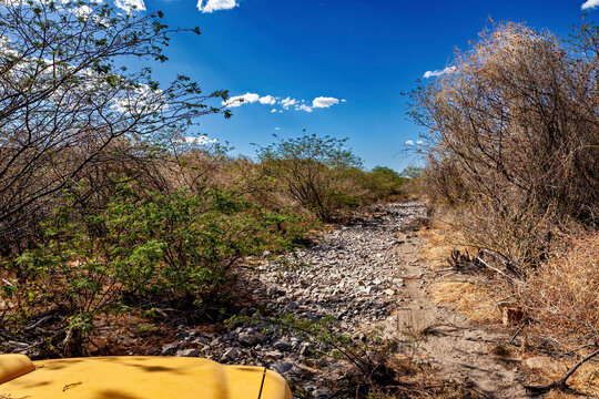 The thorny scrub savannah in the Caatinga region of the Brazilian states of Pernambuco and Bahia