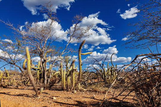 The thorny scrub savannah in the Caatinga region of the Brazilian states of Pernambuco and Bahia