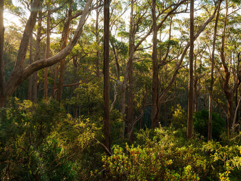 Sunset light filters through the trees in Victoria, Australia 