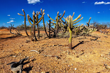 The thorny scrub savannah in the Caatinga region of the Brazilian states of Pernambuco and Bahia © hecke71