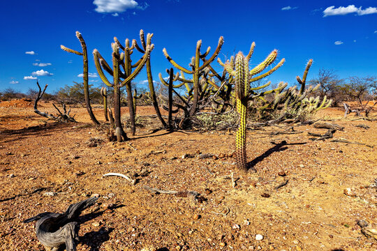 The thorny scrub savannah in the Caatinga region of the Brazilian states of Pernambuco and Bahia