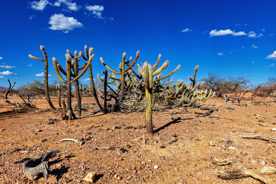 The thorny scrub savannah in the Caatinga region of the Brazilian states of Pernambuco and Bahia