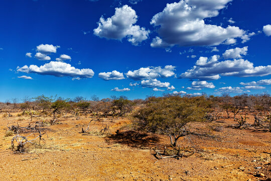 The thorny scrub savannah in the Caatinga region of the Brazilian states of Pernambuco and Bahia