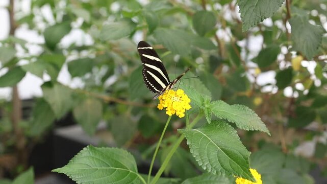 Un papillon sur une fleur jaune