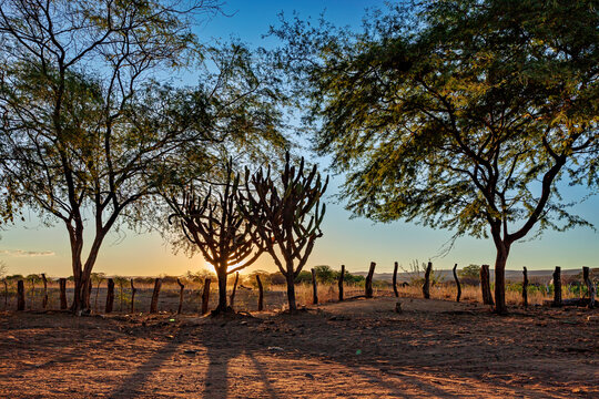 The thorny scrub savannah in the Caatinga region of the Brazilian states of Pernambuco and Bahia