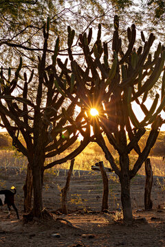 The thorny scrub savannah in the Caatinga region of the Brazilian states of Pernambuco and Bahia