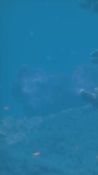 A large structure is seen on the ocean floor. Fish swim around the area. The water is clear, allowing visibility of the underwater scene. Coral and rocks are present nearby.