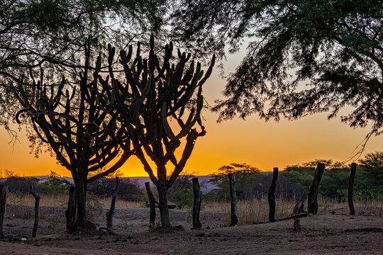 The thorny scrub savannah in the Caatinga region of the Brazilian states of Pernambuco and Bahia