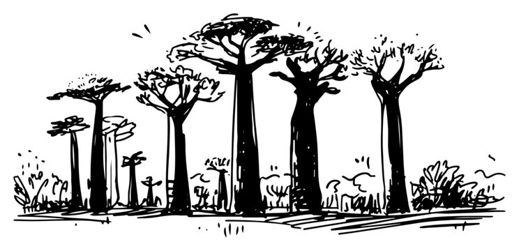Baobab trees standing in African savannah landscape in sketchy hand drawn style
