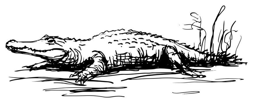 Crocodile resting on ground near water edge in detailed ink sketch style