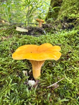 Golden chanterelle (Cantharellus cibarius) in the boreal forest, Quebec, Canada