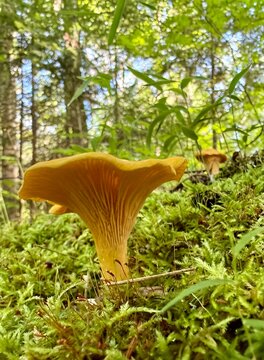 Golden chanterelle (Cantharellus cibarius) in the boreal forest, Quebec, Canada