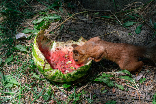 A cute Eurasian red squirrel (Sciurus vulgaris) sitting inside a hollowed-out, discarded watermelon rind on the green grass of a public park and eating the leftover fruit.