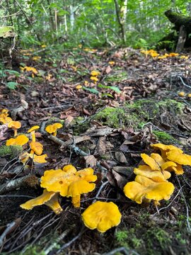Golden chanterelle (Cantharellus cibarius) in the boreal forest, Quebec, Canada