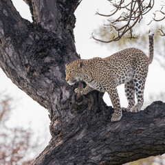 Leopard standing alert on a tree branch, Kruger National Park © Wikus