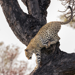 Leopard climbing down a tree trunk, Kruger National Park © Wikus