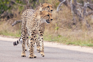 Two cheetahs walking together along a road, Kruger National Park © Wikus